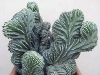 Pachycereus marginatus f.  cristata (poste de cerco mexicano con cresta)