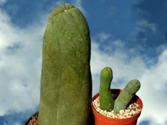 Pachycereus schottii 'Cactus Pene Grande'
