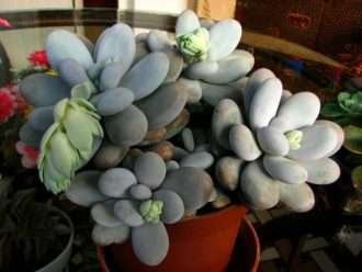 Pachyphytum oviferum (piedras lunares)