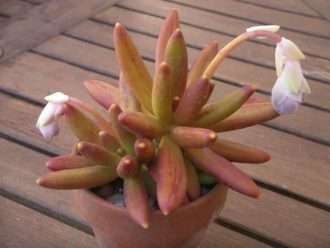 Pachyphytum viride