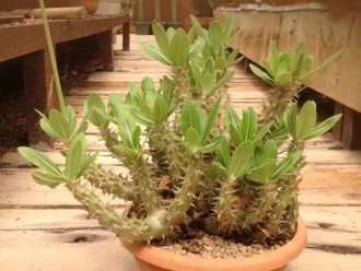 Pachypodium horombense (Pie zambo de Horombe)