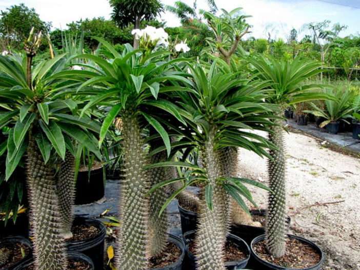 Pachypodium lamerei (Palma de Madagascar)