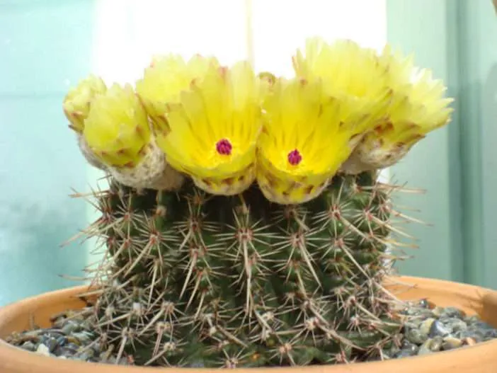 Parodia mammulosa (Cactus Pulgarcito)