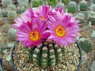 parodia werneri