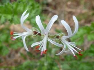 Pelargonium dasyphyllum
