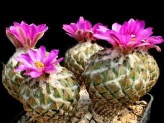 Pelecyphora strobiliformis (cactus de piña)
