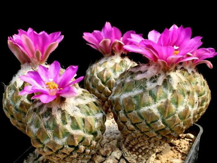 Pelecyphora strobiliformis (cactus de piña)
