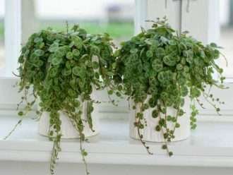 Peperomia prostrata (Cadena de tortugas)