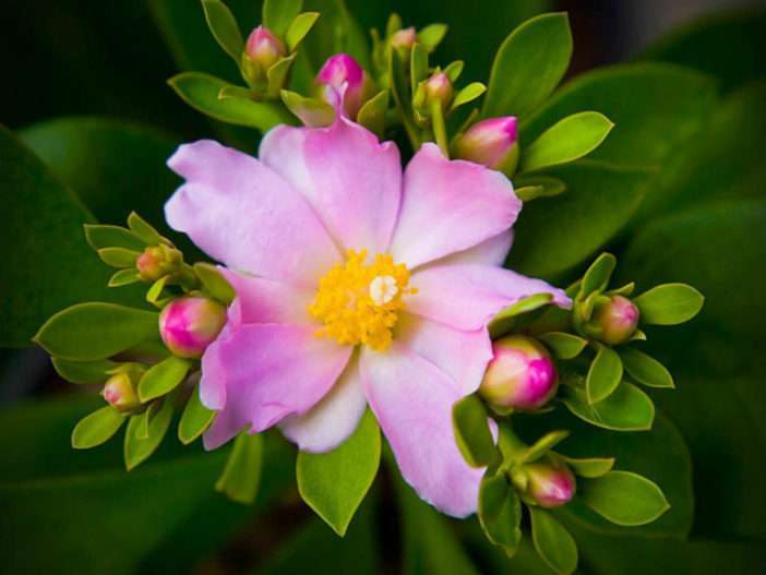 Pereskia grandifolia - Cacto rosa