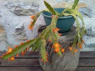 Pfeiffera monacantha también conocido como Lepismium monacanthum o Rhipsalis monacantha
