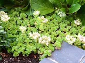 Phedimus spurius 'Album Superbum' también conocido como Sedum spurium 'Album Superbum'