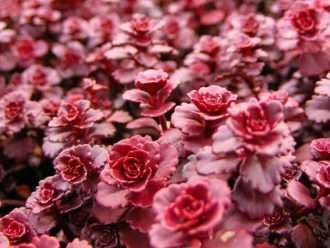 Phedimus spurius 'Dragon's Blood' (Dragon's Blood Stonecrop) también conocido como Phedimus spurius 'Schorbuser Blut', Sedum spurium 'Dragon's Blood' o Sedum spurium 'Schorbuser Blut'