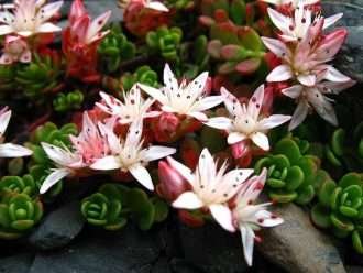 Phedimus stevenianus también conocido como Sedum stevenianum