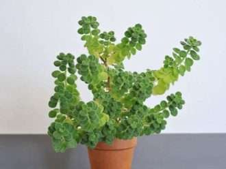 Plectranthus amboinicus - orégano cubano