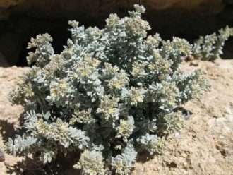 Polycarpaea nivea - Saladillo blanco común