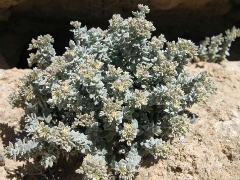Polycarpaea nivea - Saladillo blanco común