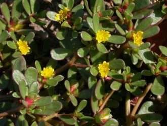 Portulaca oleracea (verdolaga común)