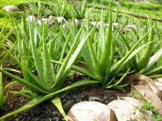 Tierra para macetas para aloe vera