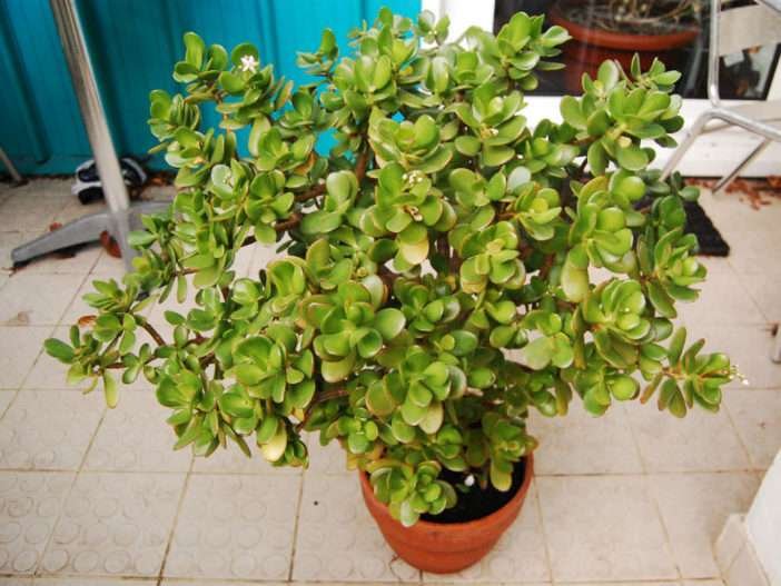 Tierra para macetas de plantas de jade