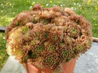Prometheum aizoon alias Rosularia aizoon