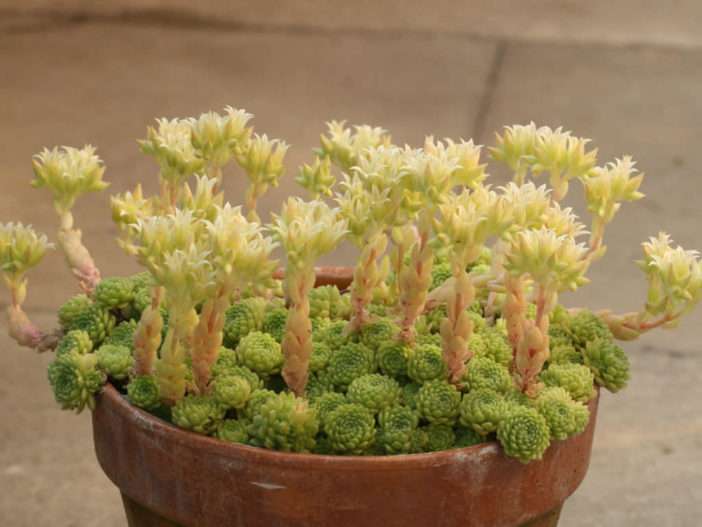 Prometheum chrysanthum alias Rosularia chrysantha