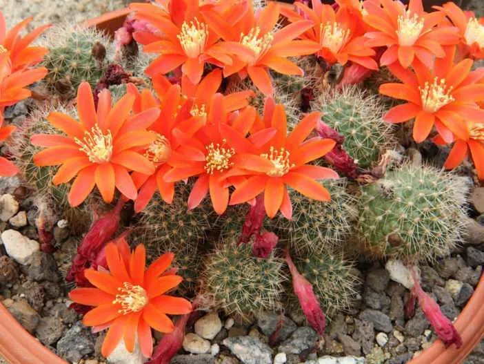 Rebutia fiebrigii (cactus corona naranja)