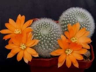 Rebutia muscula - Bola de nieve naranja