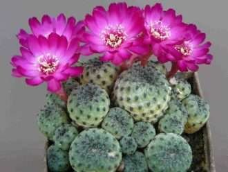 Rebutia rauschii