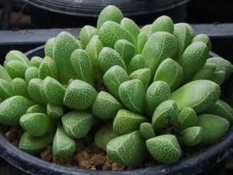 Rhinephyllum muirii