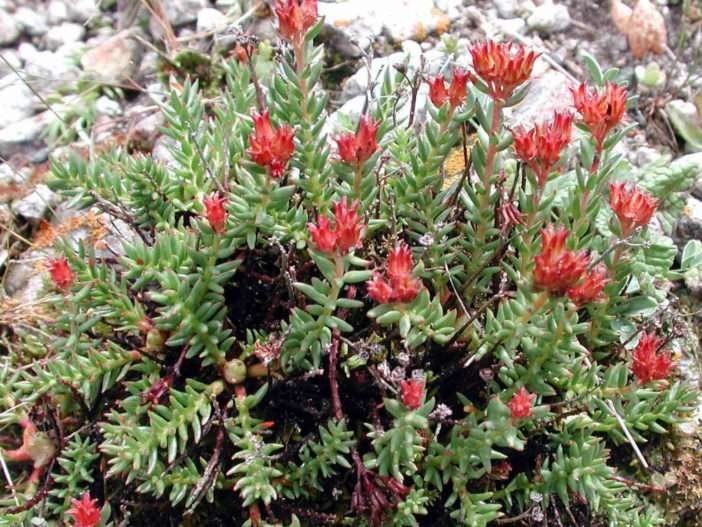 rodiola coccinea