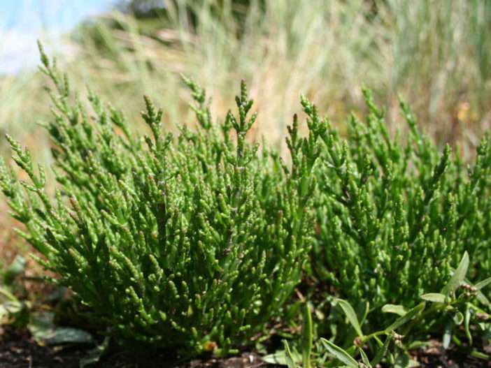 Salicornia europaea (Hierba de cristal común)