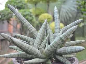 Sansevieria cylindrica var. patula 'Boncel' (Orquídea lanza)