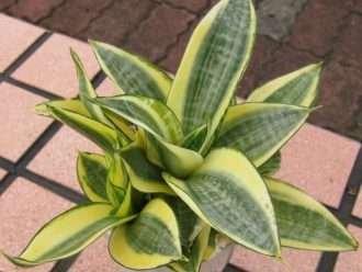Sansevieria trifasciata 'Golden Hahnii' (Sansevieria nido de pájaro dorado)