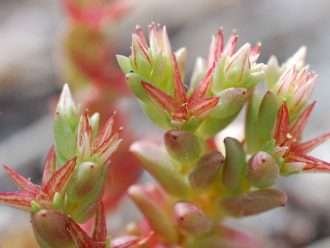 Sedum caespitosum (Stonecrop de hoja ancha)
