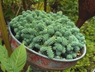 Sedum dasyphyllum 'Cielos del Himalaya'