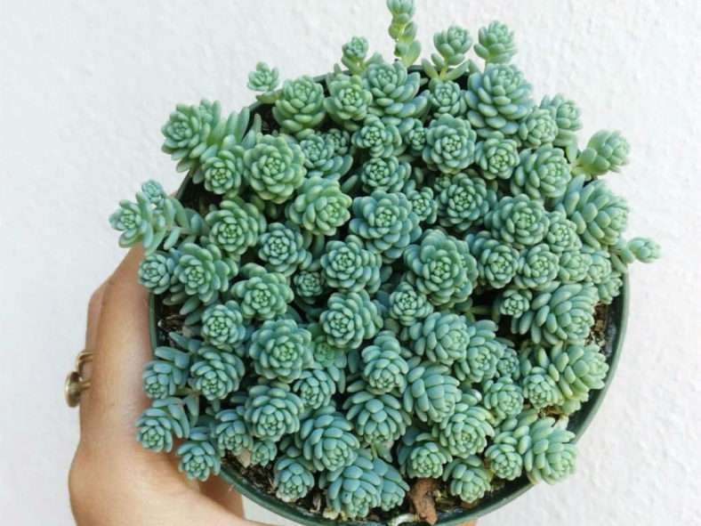 Sedum dasyphyllum 'Major' - Stonecrop de Córcega
