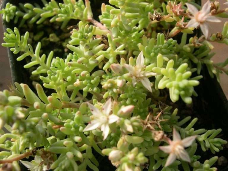 Sedum diffusum (Cosecha difusa)