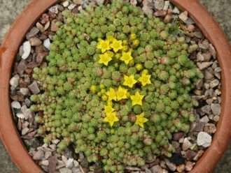 Sedum humifusum - Cultivo de piedra rastrero