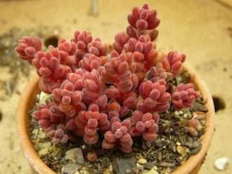 Sedum stahlii (Sedum mexicano)