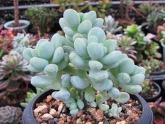 Sedum treleasei