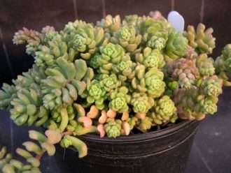 Sedum versadense