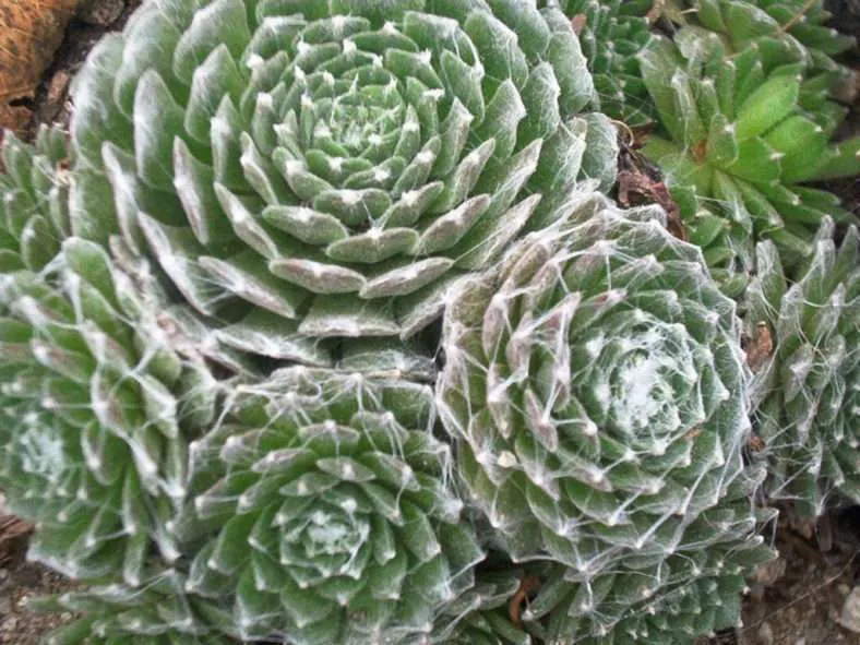 Sempervivum arachnoideum 'Cebénese'