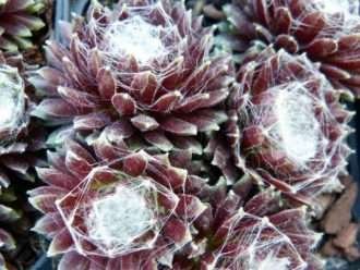 Sempervivum arachnoideum 'Rubrum' - Houseleek telaraña roja