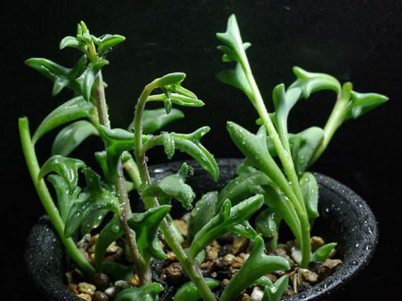Senecio 'Hipogrifo' también conocido como Curio × peregrinus o Senecio × peregrinus