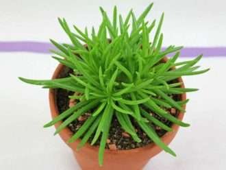 Senecio barbertonicus - Arbusto suculento Senecio