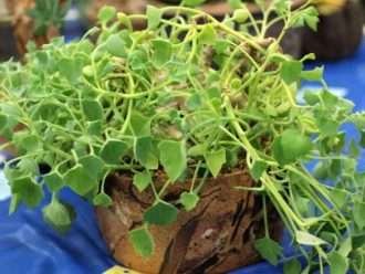 Senecio tropaeolifolius (Falsa Capuchina)