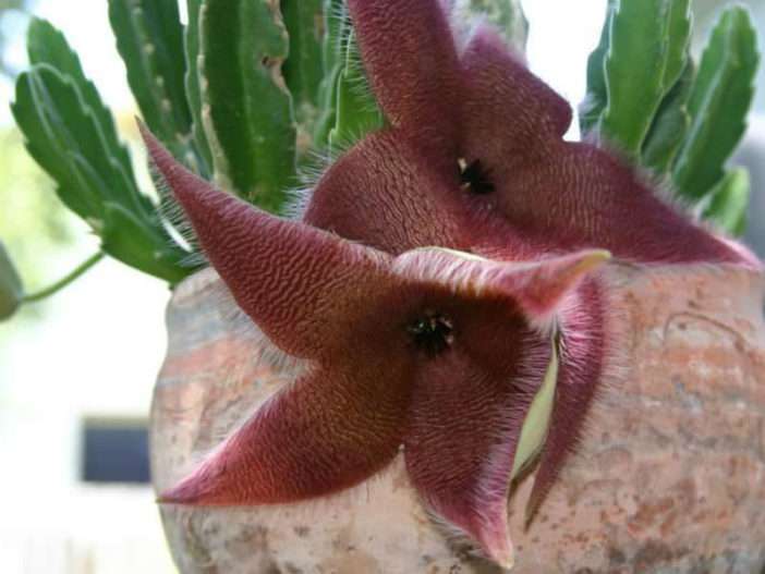 Stapelia grandiflora (planta de sapo gigante)