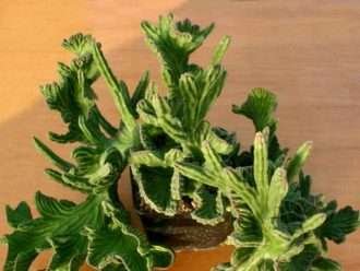 Stapelia leendertziae f.  cristata - Campanas negras con cresta