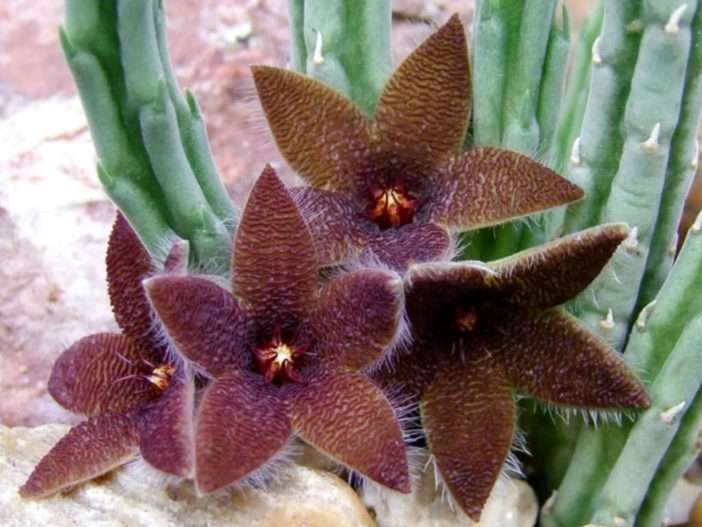 Stapelia olivacea (flor de estrella de mar africana)