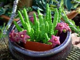 Stapelia scitula (pequeña flor de estrella de mar)